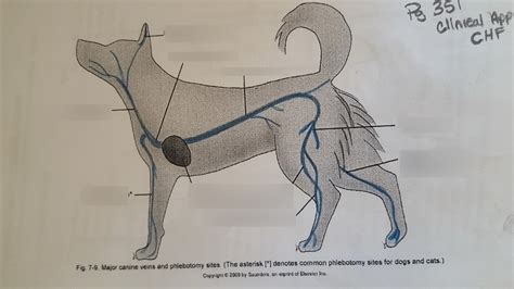 Where Is The Saphenous Vein Located In A Dog