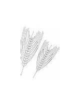 Barley coloring Page sketch template