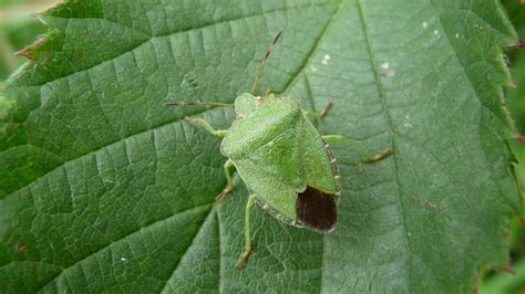 Green Shield Bug | MarkEisingBirding