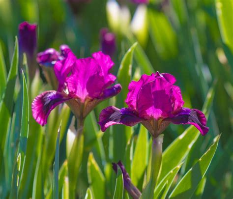 Iris Plants - Tips For Growing Iris | Gardening Know How