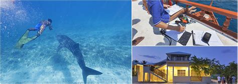 Whale Shark Conservation Projects | The Great Projects