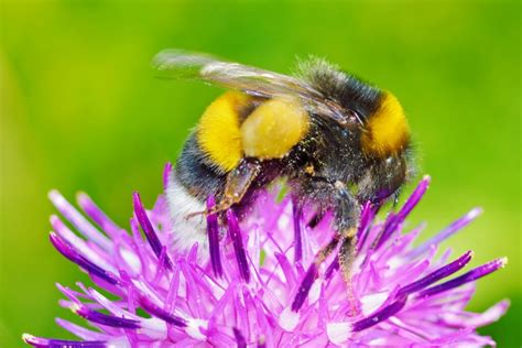 Multiple habitats must be protected to save bumblebees • Earth.com