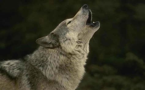 Real Howling Wolf Wallpaper