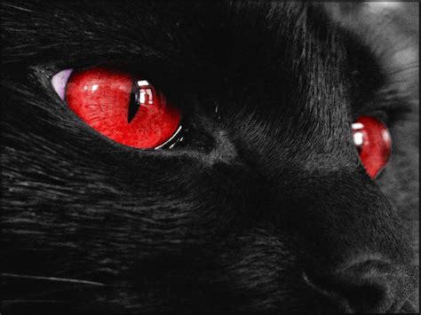 black cat with red eyes - Google Search | Wallpaper kucing, Estetika merah, Kucing hitam