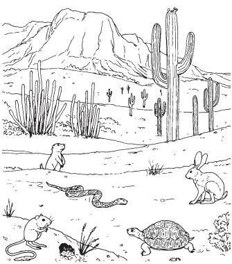 Desert Ecosystem Drawing at PaintingValley.com | Explore collection of Desert Ecosystem Drawing