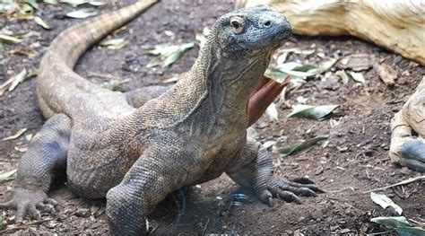 Komodo | Klasifikasi, Ciri, Populasi, Habitat dan Penyebarannya - Zega Hutan