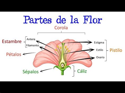 Qué son los estambres de una flor y qué función tienen 【AL DETALLE】