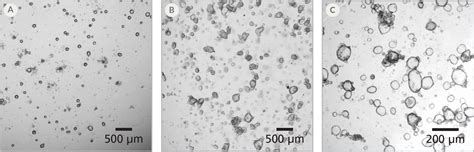 Protocol for Thawing Intestinal Organoids | STEMCELL Technologies