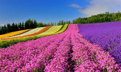 8 Must-See Flower Spots in Hokkaido | All About Japan