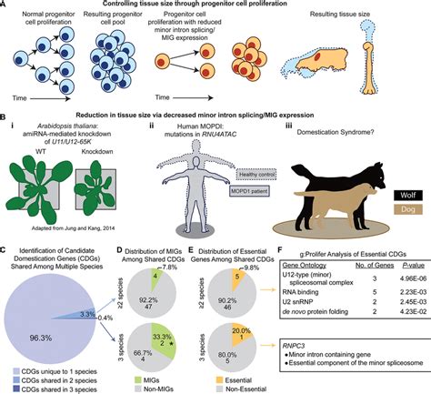 | A potential role for the minor spliceosome in domestication. (A) A ...