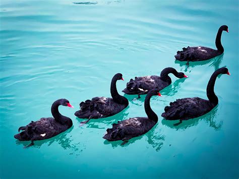 Black Swans – From the Exception to the Rule - Leadership Circle