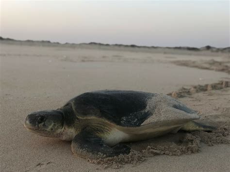 Flatback Turtle Conservation – Ocean & Coastal Research