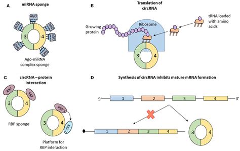 Frontiers | Circular RNAs in Cancer – Lessons Learned From microRNAs | Oncology