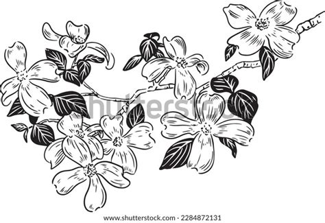 Pictures Flowering Dogwood Leaves Photos, Images & Pictures | Shutterstock