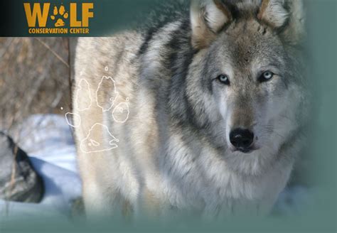 Wolf Conservation Center