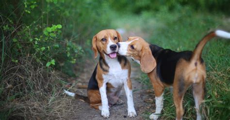 7 faszinierende Gründe, warum sich Hunde küssen | Hundewelt