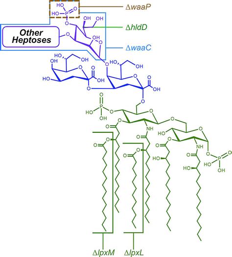 Structure of E. coli LPS, highlighting the lipid-A, Kdo 2 and HepI ...