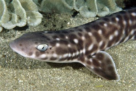 Coral Catshark- Atelomycterus Marmoratus | Cat shark, Ocean creatures, Shark