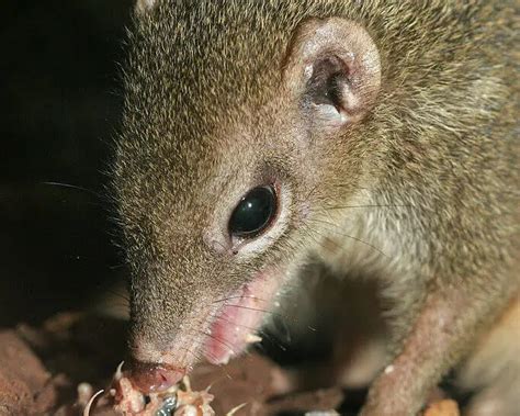 Common treeshrew - Facts, Diet, Habitat & Pictures on Animalia.bio