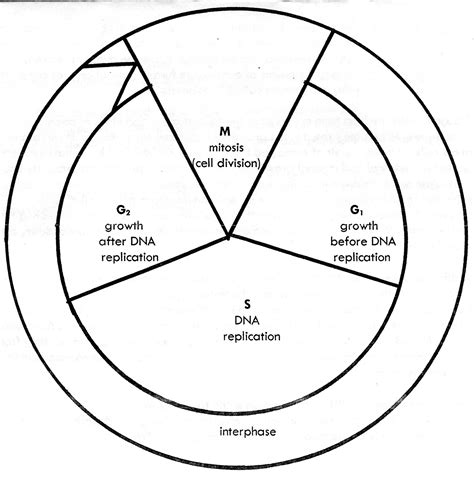 Cell Cycle Diagram - ClipArt Best