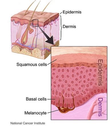 Basal Lamina | Definition, Components & Functions - Lesson | Study.com