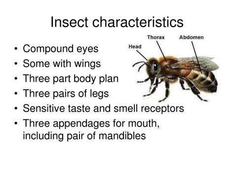 PPT - Arthropods PowerPoint Presentation, free download - ID:176394