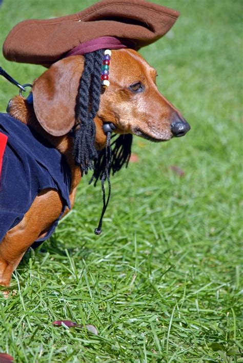 1000+ images about Dachshunds in Costumes on Pinterest