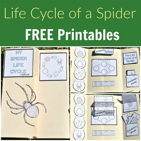 Life Cycle of a Spider Printables - The Activity Mom