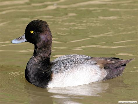 Identify Lesser Scaup - Wildfowl Photography.