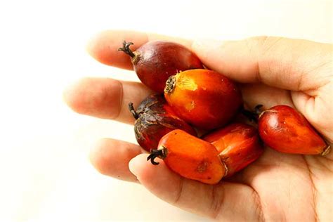 Red Palm Oil: Nutrition Facts, Benefits, and Concerns - Nutrition Advance