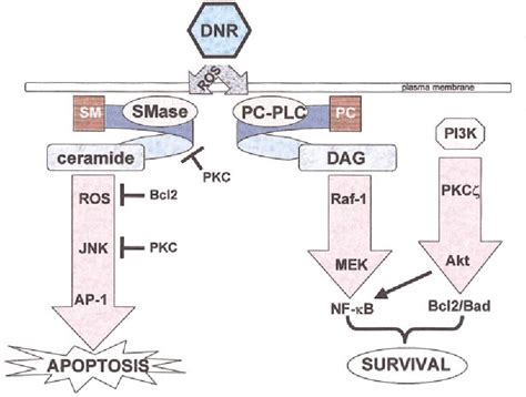 [PDF] Signaling pathways activated by daunorubicin. | Semantic Scholar