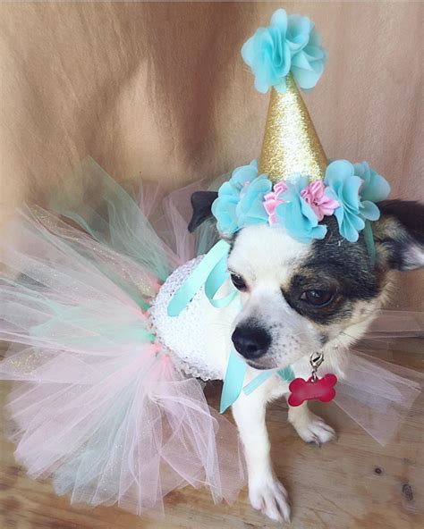 Birthday Dog Outfit Cat Birthday Mint and Pink Dog Dress | Etsy