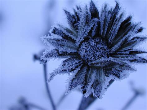 Frost Flowers - A Mountain Hearth