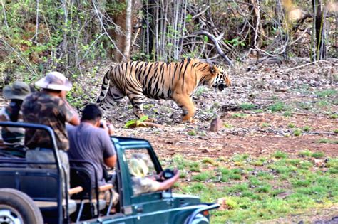 Tadoba Andhari Tiger Reserve