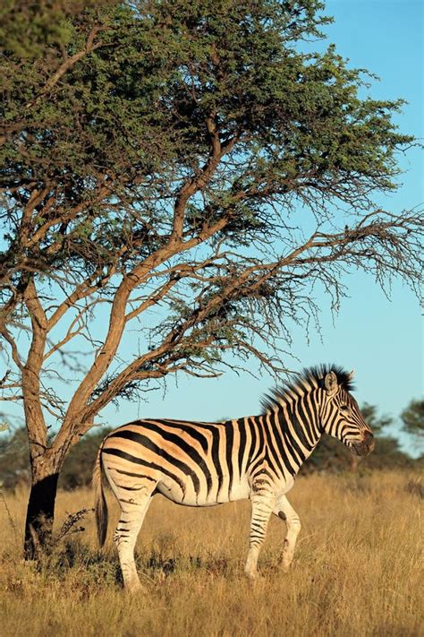 Plains Zebra stock image. Image of plains, park, herbivore - 65483797