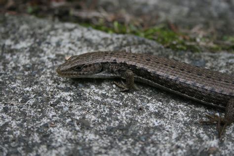 Northern Alligator Lizard (S. Okanagan Bioblitz - reptiles ...