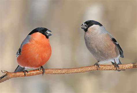 All about the Bullfinch - GardenBird