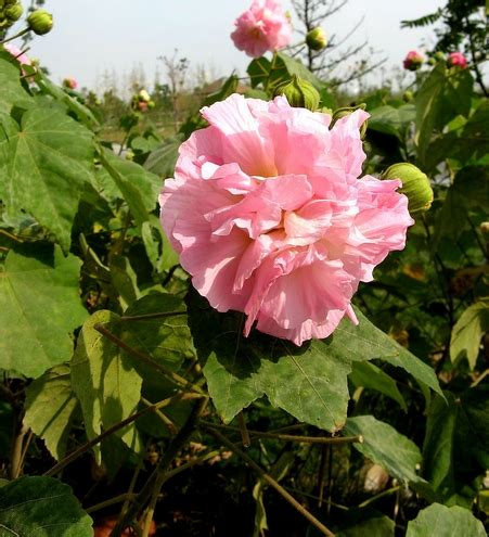 Hibiscus mutabilis seed | BELL Garden Company,Wholesale Plant seeds,Alive roots,Medicinal herbs ...