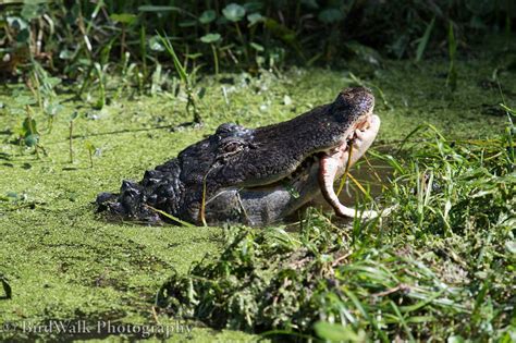 Snake Tries to Escape Florida Alligators Mouth: Photos