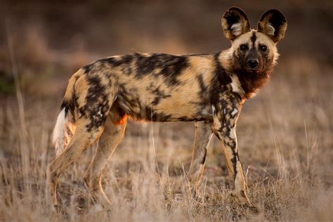 The 16 largest Carnivores of Africa - a gallery on Flickr