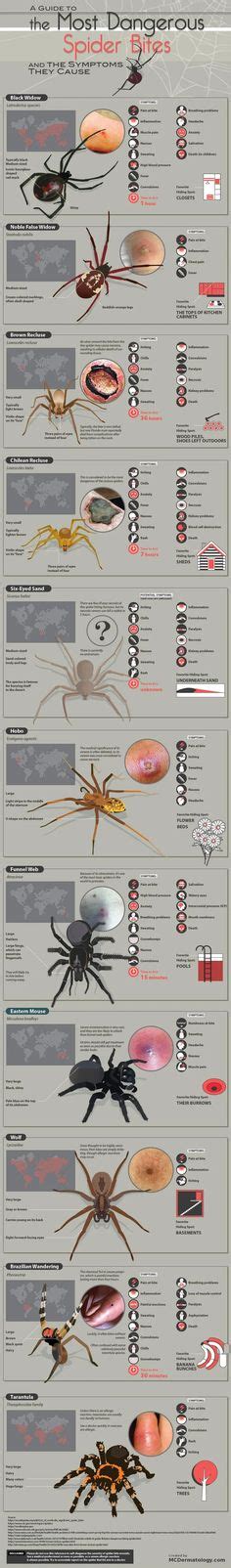 Spiders bites : coolguides Spider Bite Symptoms, Poisonous Spiders ...