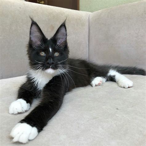 Great Maine Coon Cat Tuxedo of the decade Don't miss out!