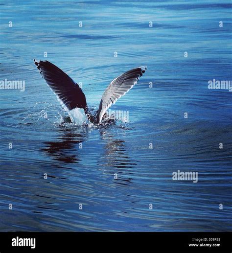 Seagull catching fish Stock Photo - Alamy