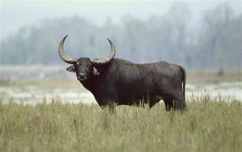 Water buffalo | Mammal, Domestication & Agriculture | Britannica