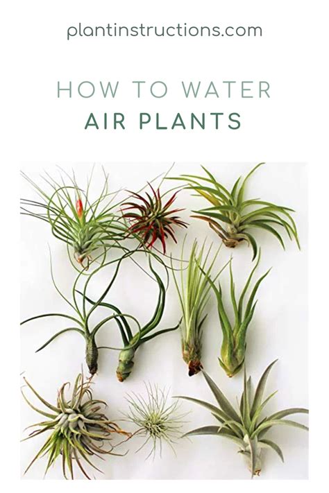 How to Water Air Plants The Right Way - Plant Instructions