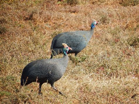 Hunting Guineafowl