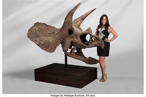 Triceratops Skull