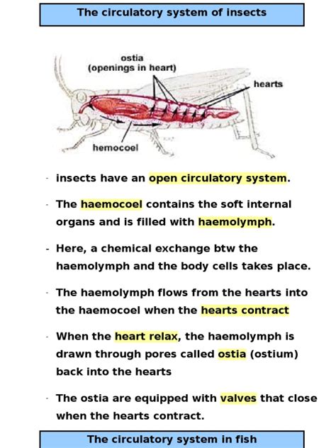 Circulatory Insects | PDF | Circulatory System | Atrium (Heart)