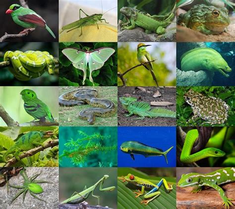 Find the Green Animals Quiz