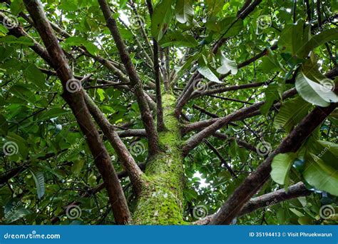 Mangosteen tree stock image. Image of organic, asia, tropical - 35194413